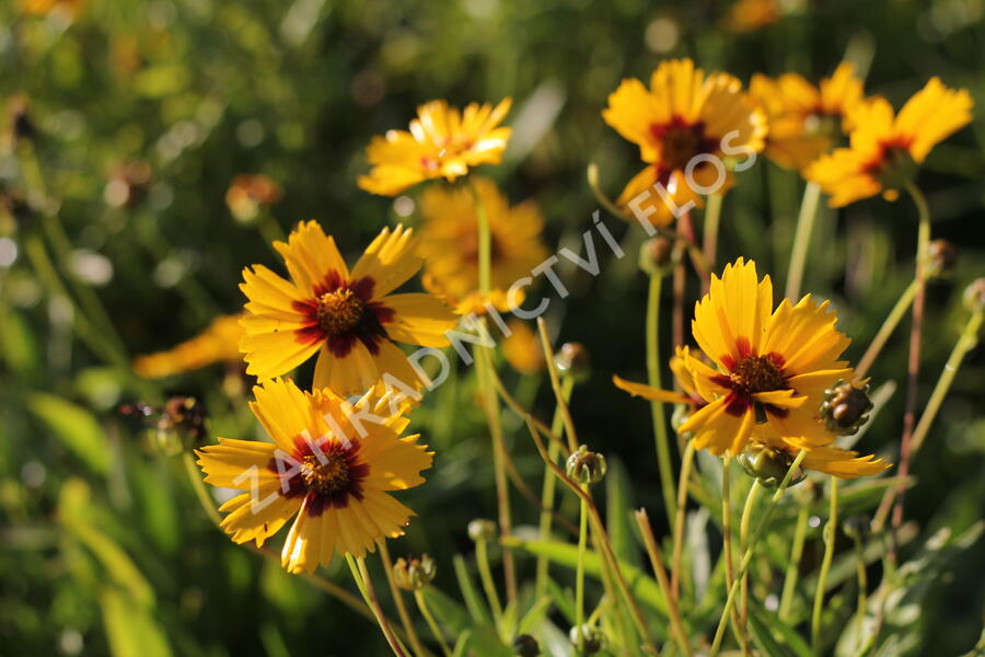Krásnoočko velkokvěté 'Sonnenkind' - Coreopsis grandiflora 'Sonnenkind'