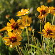 Krásnoočko velkokvěté 'Sonnenkind' - Coreopsis grandiflora 'Sonnenkind'