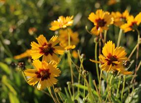 Krásnoočko velkokvěté 'Sonnenkind' - Coreopsis grandiflora 'Sonnenkind'