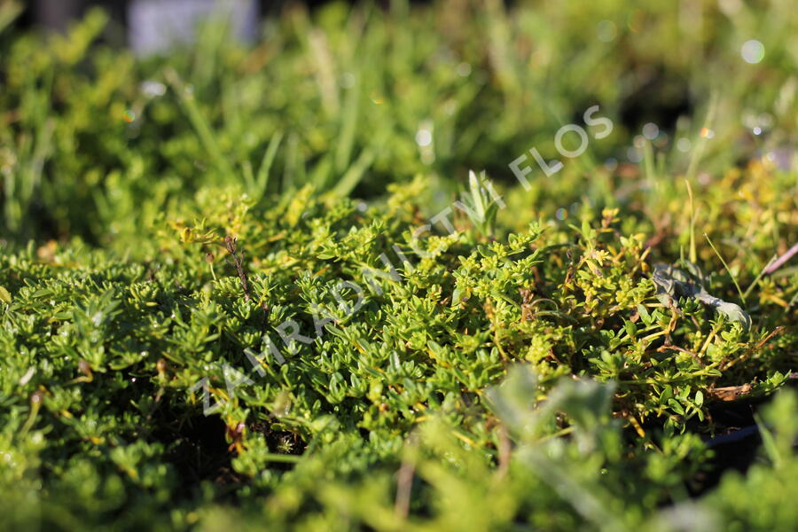 Průtržník lysý - Herniaria glabra