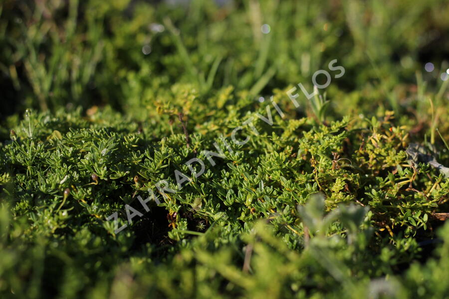 Průtržník lysý - Herniaria glabra