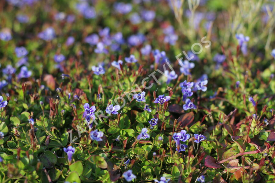 Puštička - Lindernia grandiflora