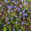 Puštička - Lindernia grandiflora