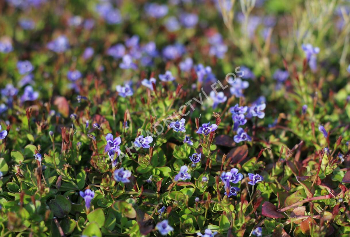 Puštička - Lindernia grandiflora