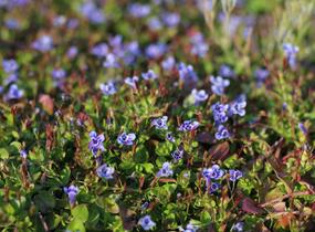 Puštička - Lindernia grandiflora