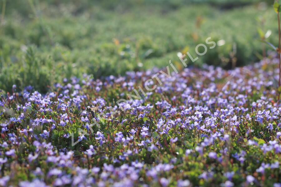 Puštička - Lindernia grandiflora