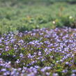 Puštička - Lindernia grandiflora