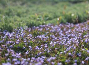 Puštička - Lindernia grandiflora