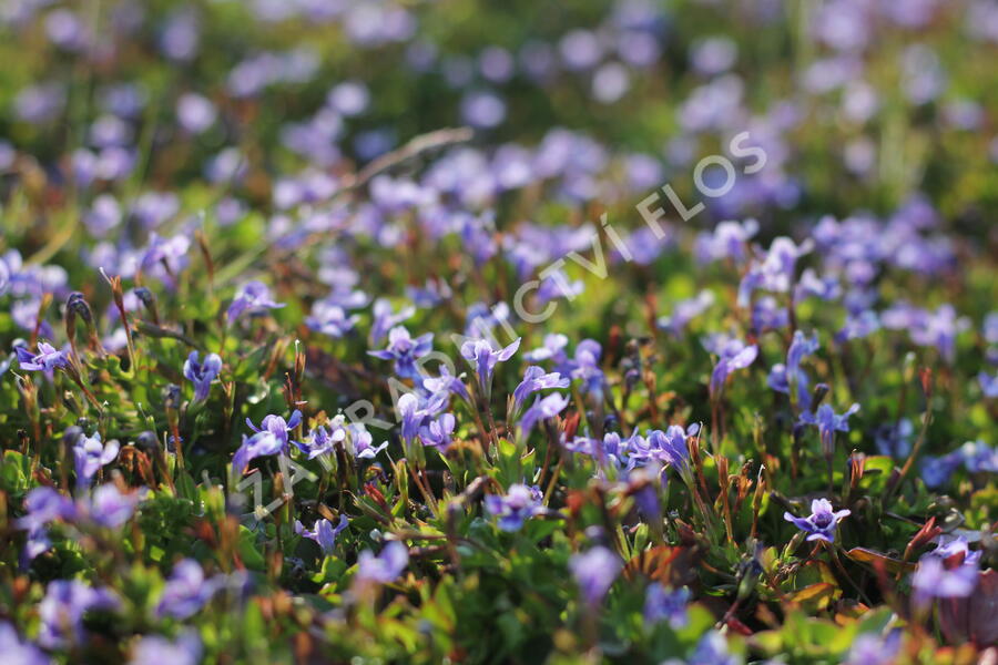 Puštička - Lindernia grandiflora