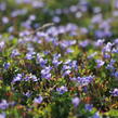 Puštička - Lindernia grandiflora