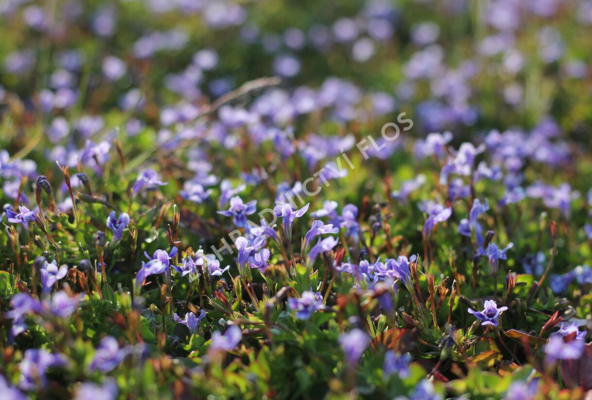 Puštička - Lindernia grandiflora
