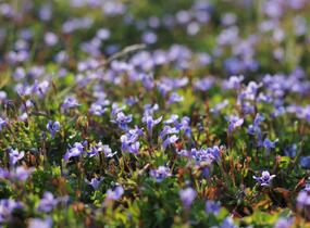 Puštička - Lindernia grandiflora