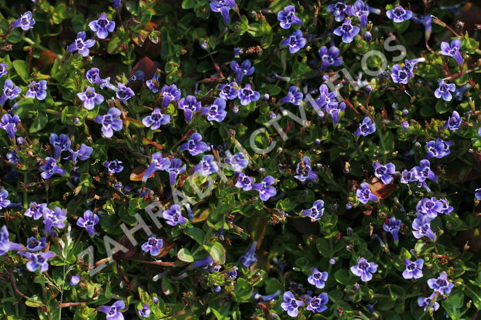 Puštička - Lindernia grandiflora