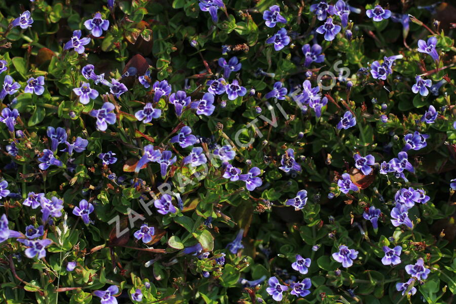 Puštička - Lindernia grandiflora