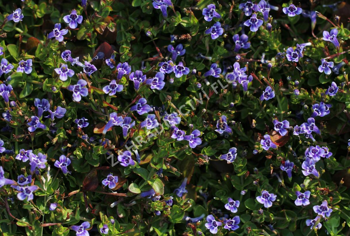 Puštička - Lindernia grandiflora