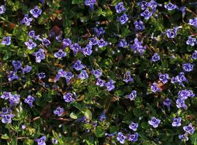 Puštička - Lindernia grandiflora