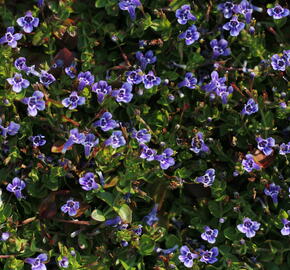 Puštička - Lindernia grandiflora