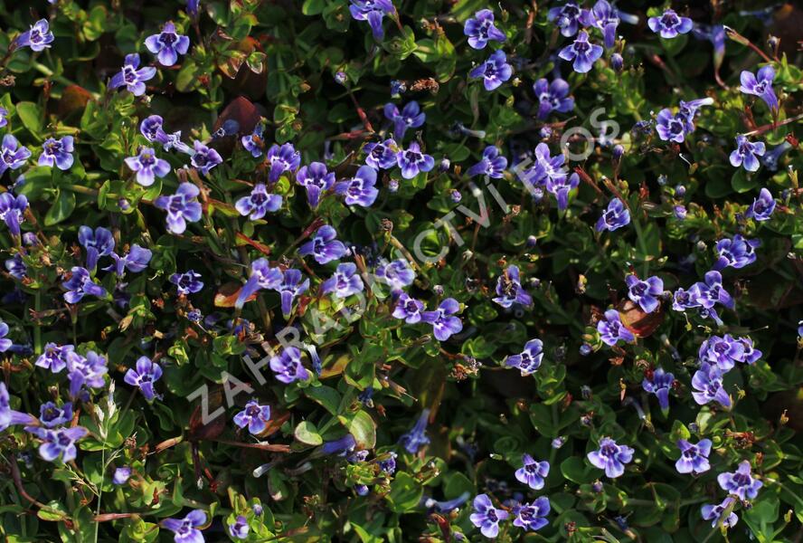 Puštička - Lindernia grandiflora