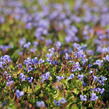 Puštička - Lindernia grandiflora