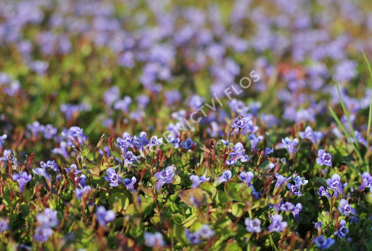 Puštička - Lindernia grandiflora