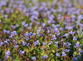 Puštička - Lindernia grandiflora