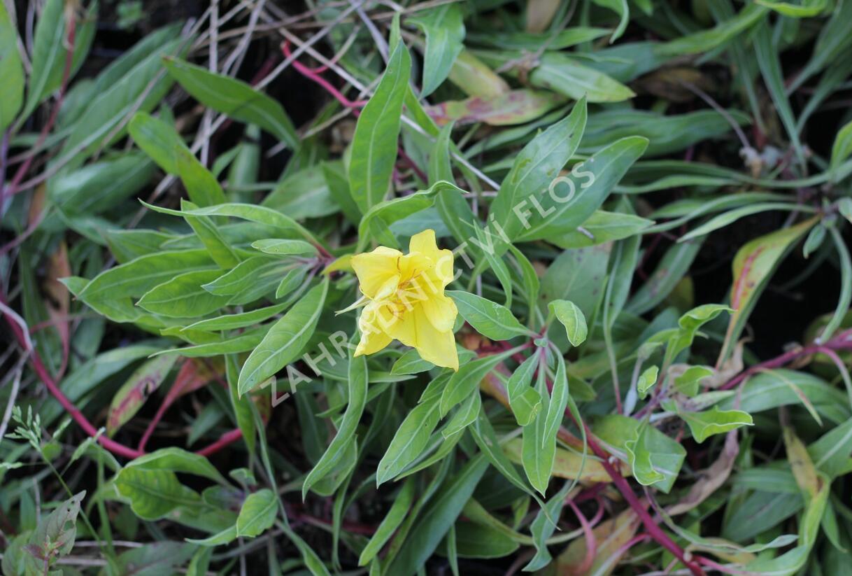 Pupalka velkoplodá - Oenothera macrocarpa (missouriensis)