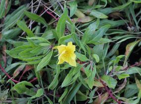 Pupalka velkoplodá - Oenothera macrocarpa (missouriensis)