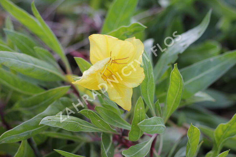 Pupalka velkoplodá - Oenothera macrocarpa (missouriensis)