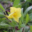 Pupalka velkoplodá - Oenothera macrocarpa (missouriensis)