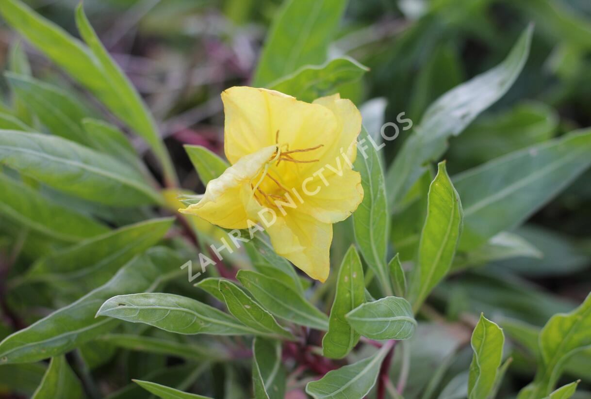 Pupalka velkoplodá - Oenothera macrocarpa (missouriensis)
