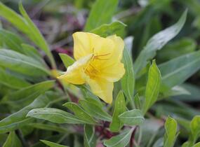 Pupalka velkoplodá - Oenothera macrocarpa (missouriensis)