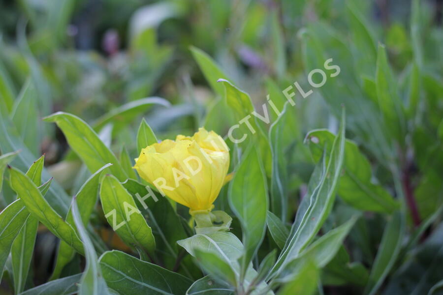 Pupalka velkoplodá - Oenothera macrocarpa (missouriensis)
