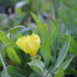 Pupalka velkoplodá - Oenothera macrocarpa (missouriensis)