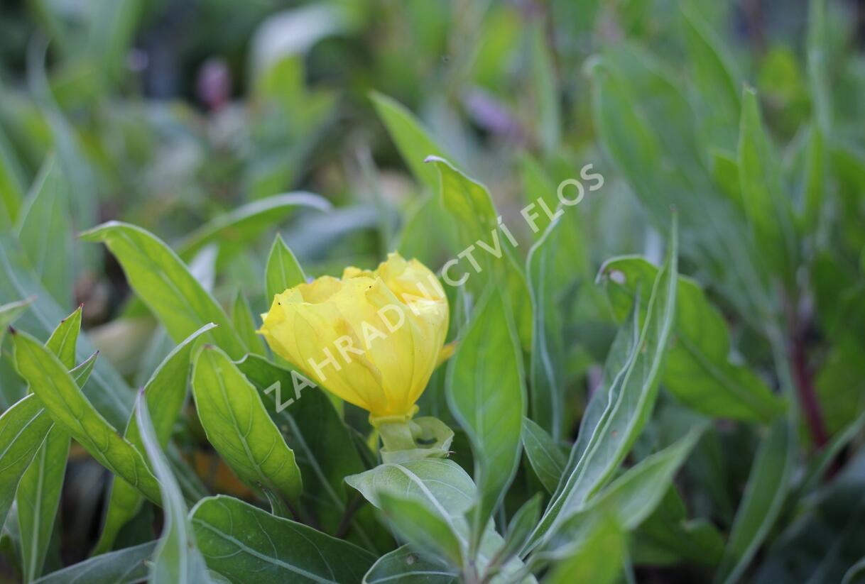 Pupalka velkoplodá - Oenothera macrocarpa (missouriensis)