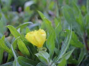 Pupalka velkoplodá - Oenothera macrocarpa (missouriensis)