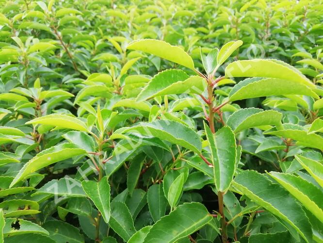 Bobkovišeň portugalská 'Angustifolia' - Prunus lusitanica 'Angustifolia'