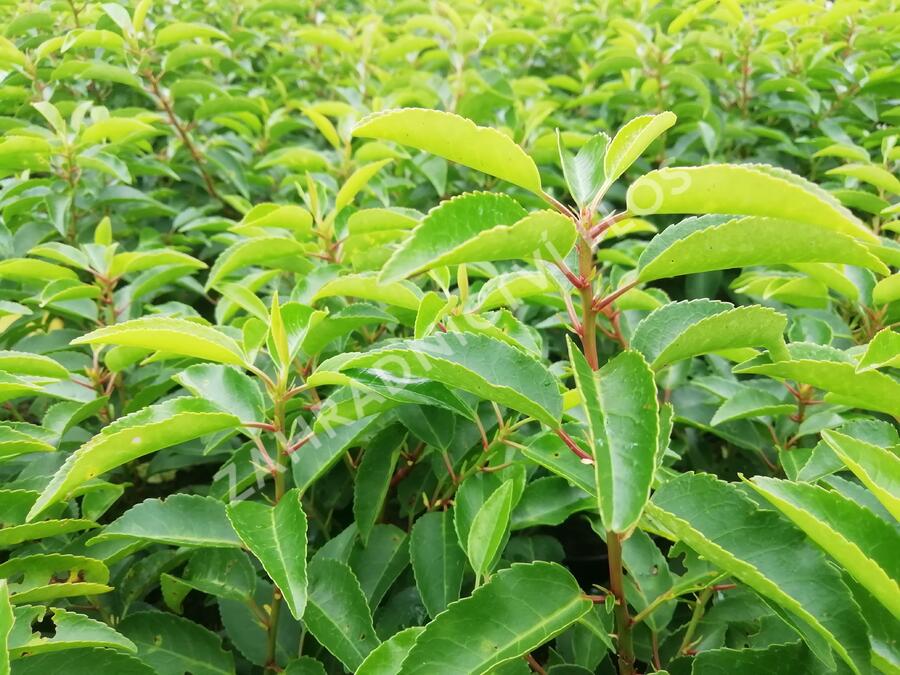 Bobkovišeň portugalská 'Angustifolia' - Prunus lusitanica 'Angustifolia'