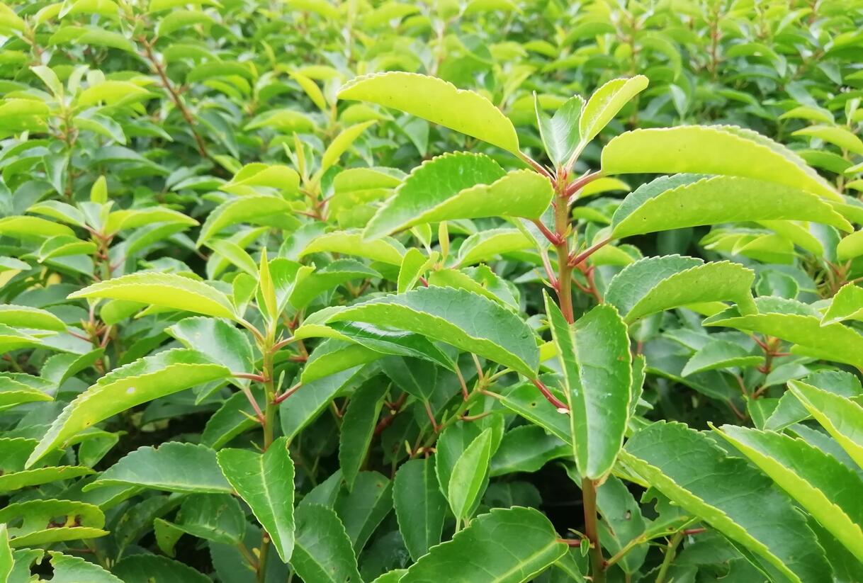 Bobkovišeň portugalská 'Angustifolia' - Prunus lusitanica 'Angustifolia'
