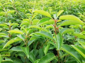 Bobkovišeň portugalská 'Angustifolia' - Prunus lusitanica 'Angustifolia'