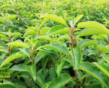 Bobkovišeň portugalská 'Angustifolia'