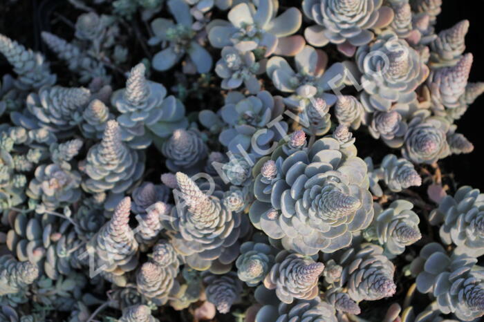 Orostachys 'Chinese Hat' - Orostachys iwarenge 'Chinese Hat'