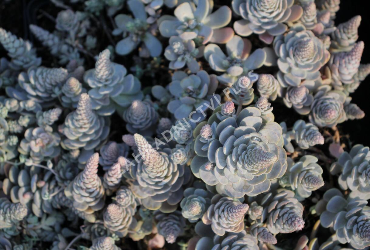Orostachys 'Chinese Hat' - Orostachys iwarenge 'Chinese Hat'