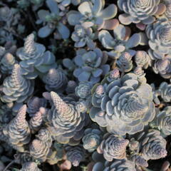 Orostachys 'Chinese Hat' - Orostachys iwarenge 'Chinese Hat'