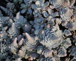 Orostachys 'Chinese Hat'