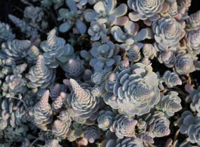 Orostachys 'Chinese Hat' - Orostachys iwarenge 'Chinese Hat'