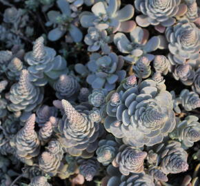 Orostachys 'Chinese Hat' - Orostachys iwarenge 'Chinese Hat'