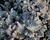 Orostachys 'Chinese Hat'