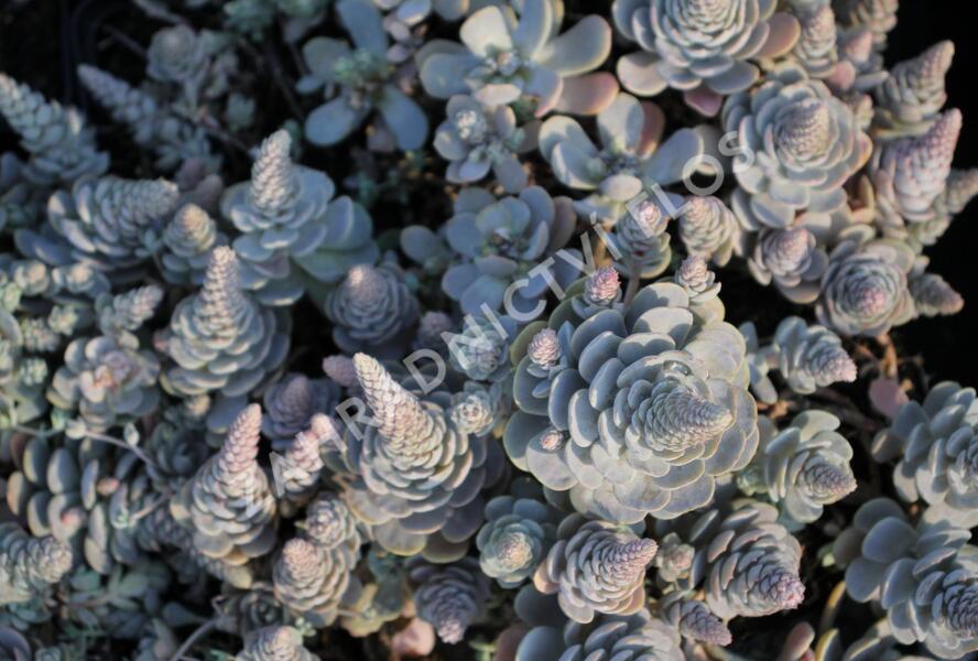 Orostachys 'Chinese Hat' - Orostachys iwarenge 'Chinese Hat'
