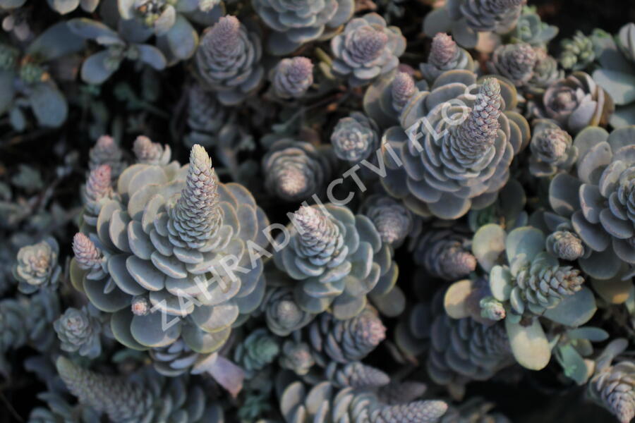 Orostachys 'Chinese Hat' - Orostachys iwarenge 'Chinese Hat'