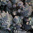 Orostachys 'Chinese Hat' - Orostachys iwarenge 'Chinese Hat'